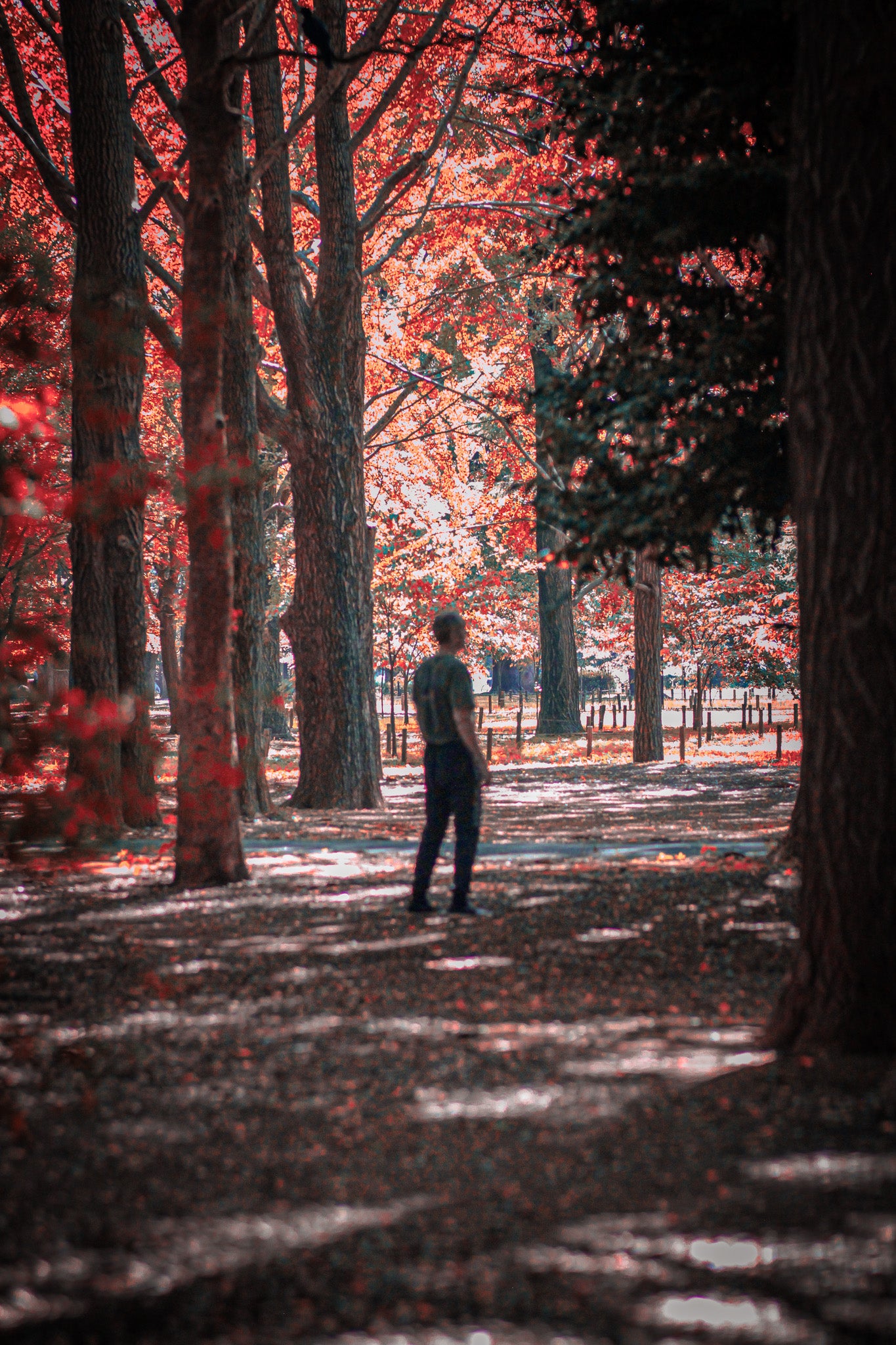 Tai Chi in the Red Garden